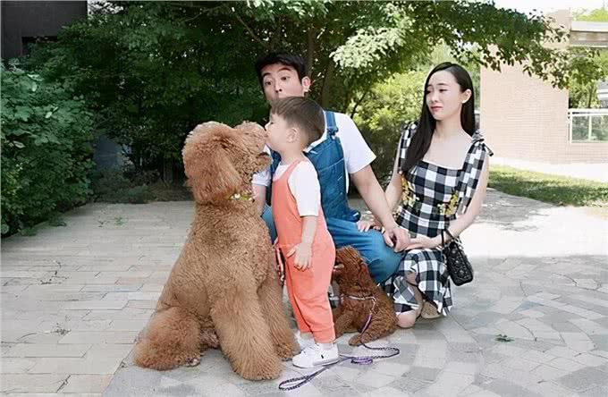 这些狗才是真正的四脚吞金兽，养它们太烧钱