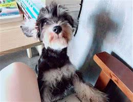 养雪纳瑞犬的七大好处，不养不知道