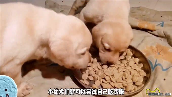 小狗多少天会自己吃饭?答案揭晓!—科学养宠攻略