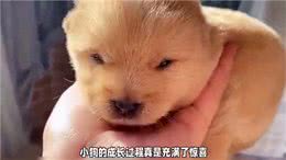 小狗多少天会自己吃饭?答案揭晓!—科学养宠攻略