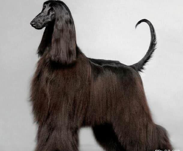 阿富汗猎犬真的很笨吗?阿富汗猎犬的智商怎么样?