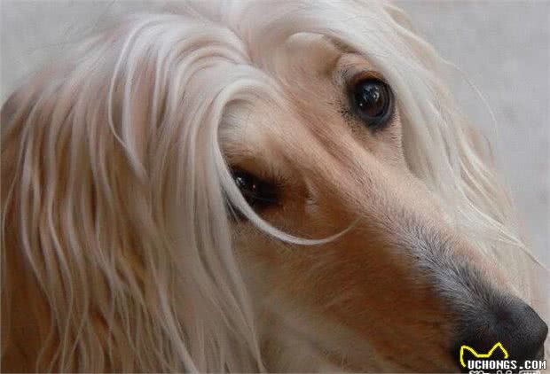 阿富汗猎犬真的很笨吗?阿富汗猎犬的智商怎么样?