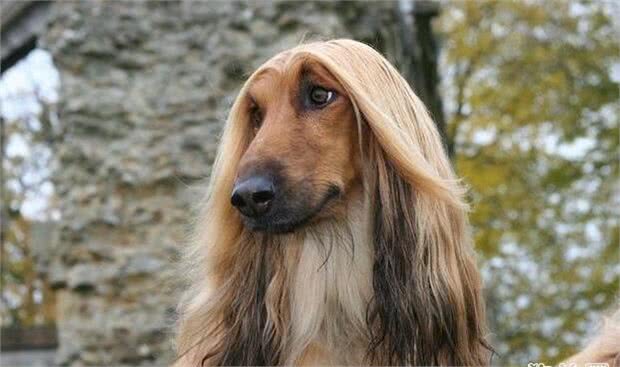 阿富汗猎犬真的很笨吗?阿富汗猎犬的智商怎么样?