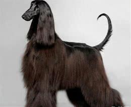 阿富汗猎犬真的很笨吗?阿富汗猎犬的智商怎么样?