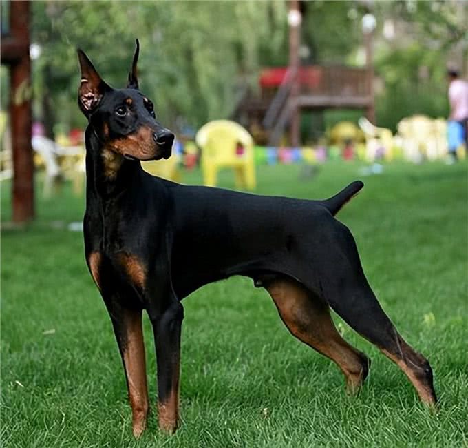 杜宾犬价格多少钱一条?挑选杜宾是不是纯种的5种方法?