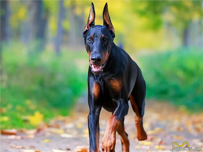 杜宾犬价格多少钱一条?挑选杜宾是不是纯种的5种方法?