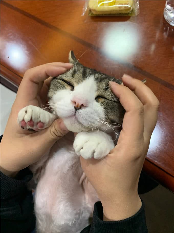 德文卷毛猫，最合适的新手猫