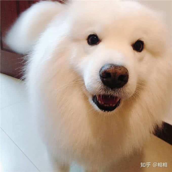 在狗狗眼里，人类有美丑之分吗?