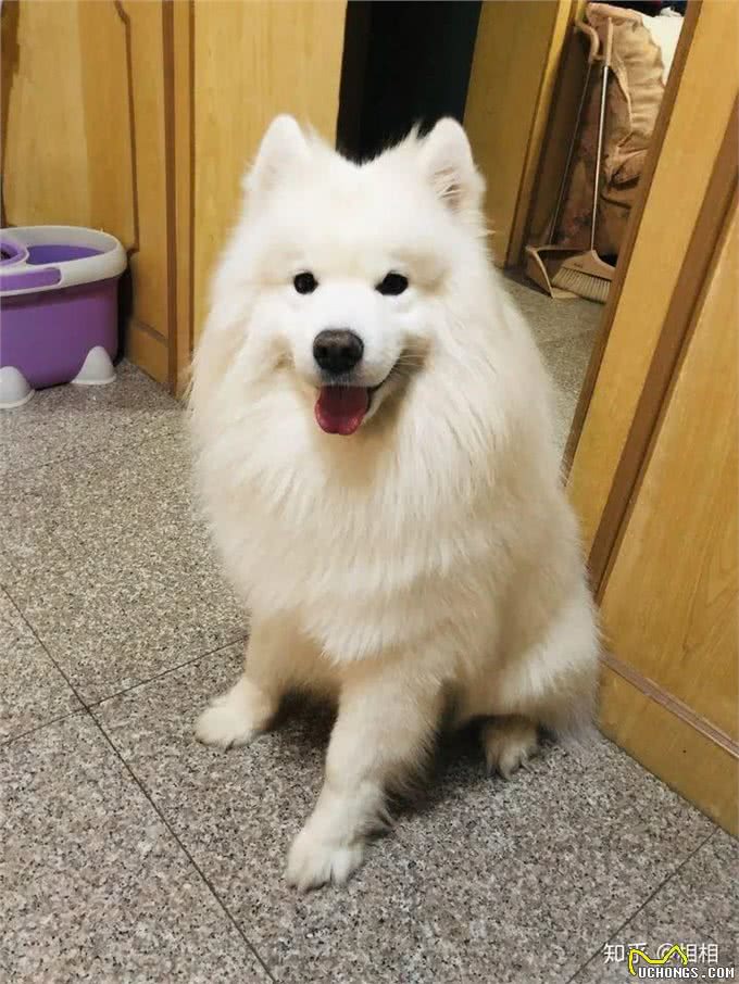 在狗狗眼里，人类有美丑之分吗?