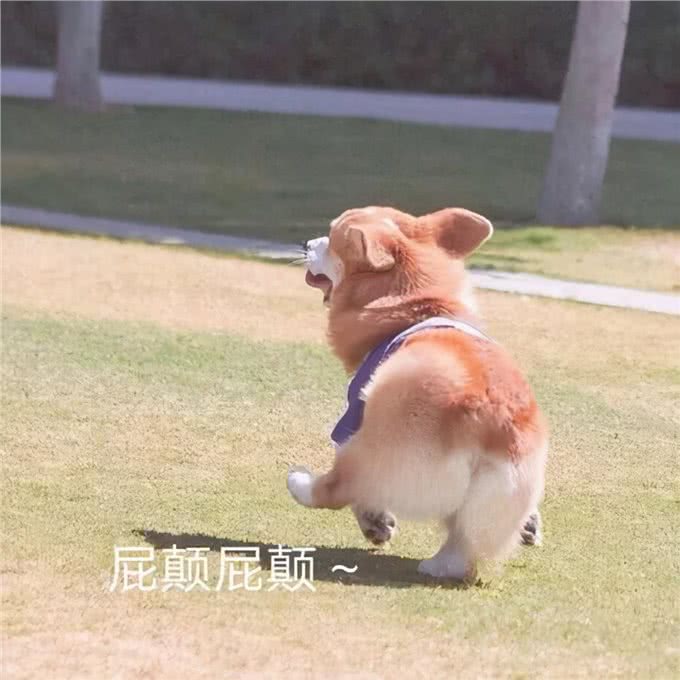在狗狗眼里，人类有美丑之分吗?