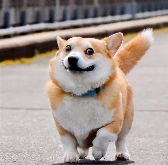 在狗狗眼里，人类有美丑之分吗?