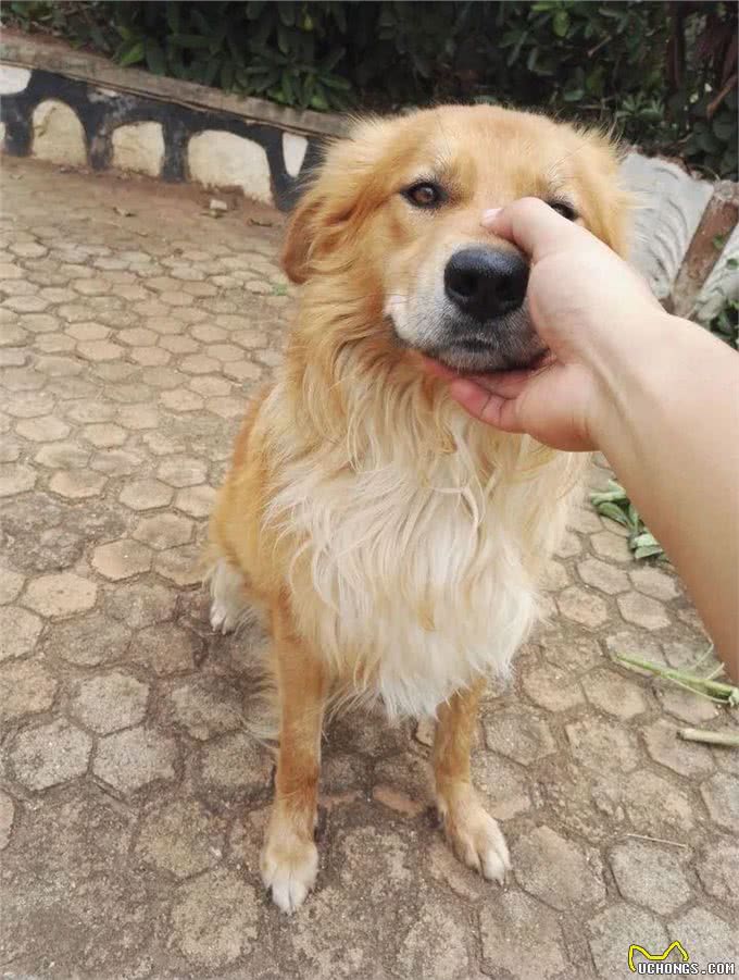 在狗狗眼里，人类有美丑之分吗?