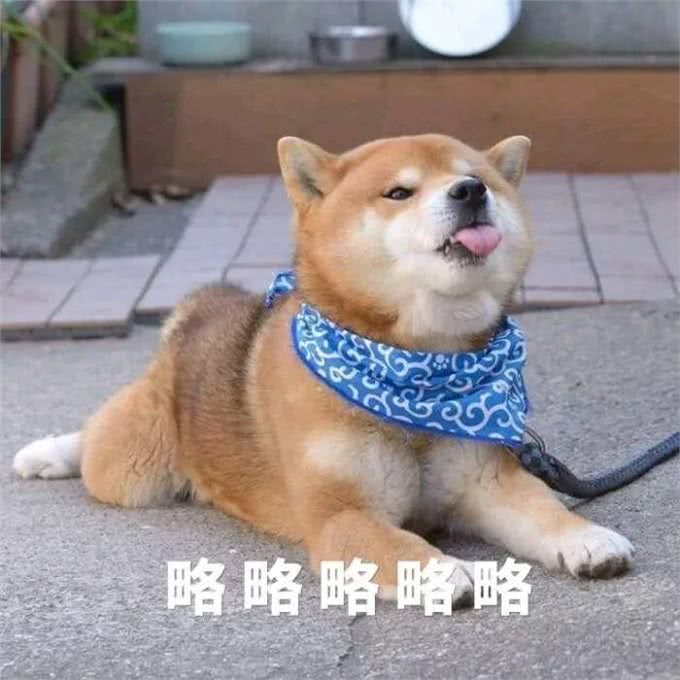 在狗狗眼里，人类有美丑之分吗?