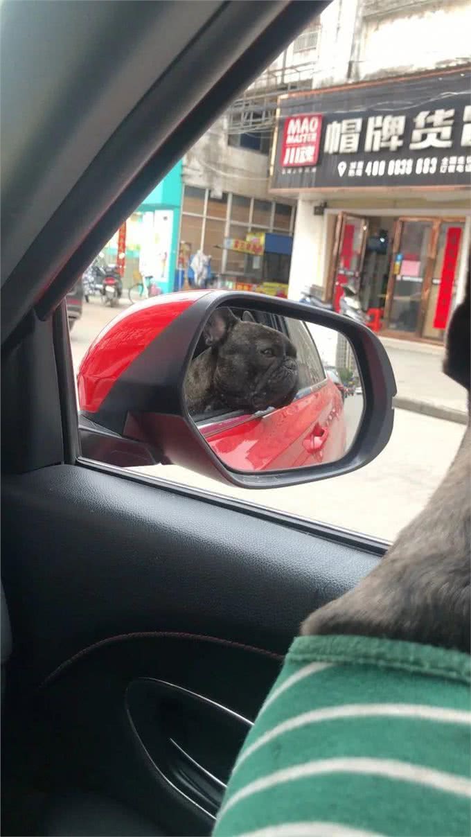 在狗狗眼里，人类有美丑之分吗?