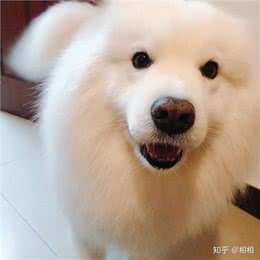 在狗狗眼里，人类有美丑之分吗?