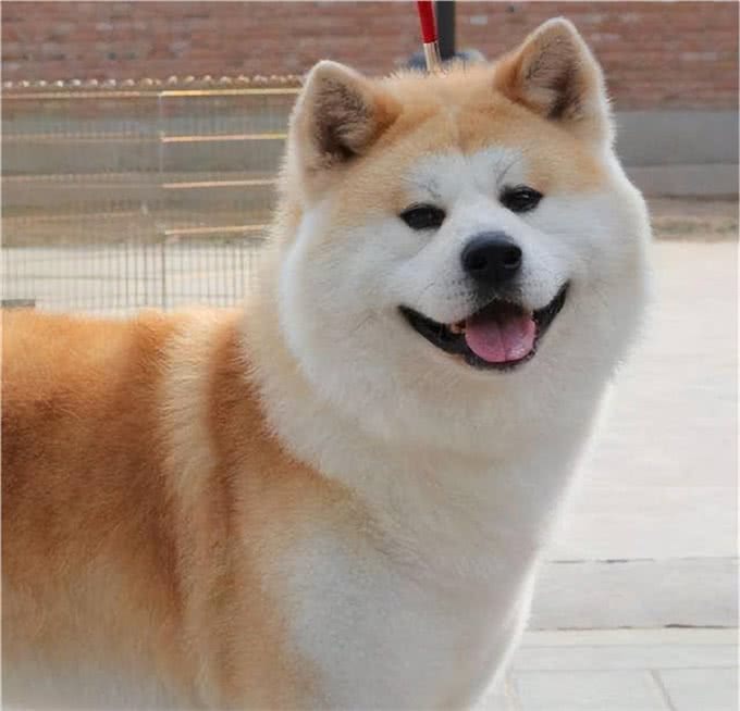 新手养秋田犬的一些注意事项?新手宠主们一定要学习
