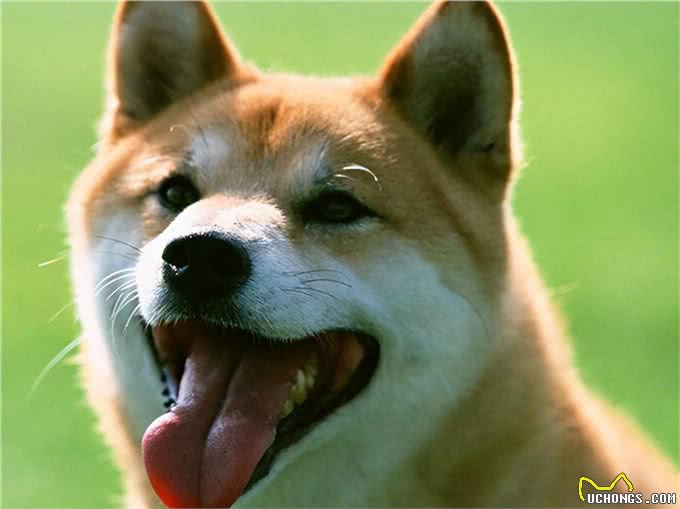 新手养秋田犬的一些注意事项?新手宠主们一定要学习
