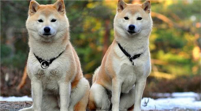 新手养秋田犬的一些注意事项?新手宠主们一定要学习