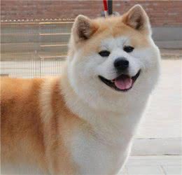 新手养秋田犬的一些注意事项?新手宠主们一定要学习