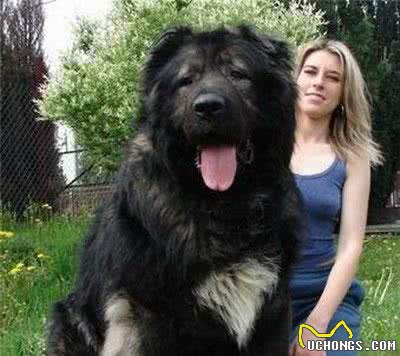 冷战柏林墙，苏联人牵了几百条什么巨型犬?让东德人恐惧