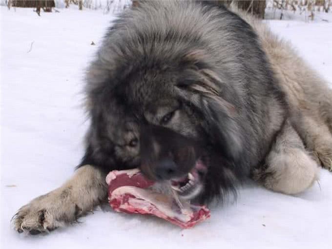 冷战柏林墙，苏联人牵了几百条什么巨型犬?让东德人恐惧