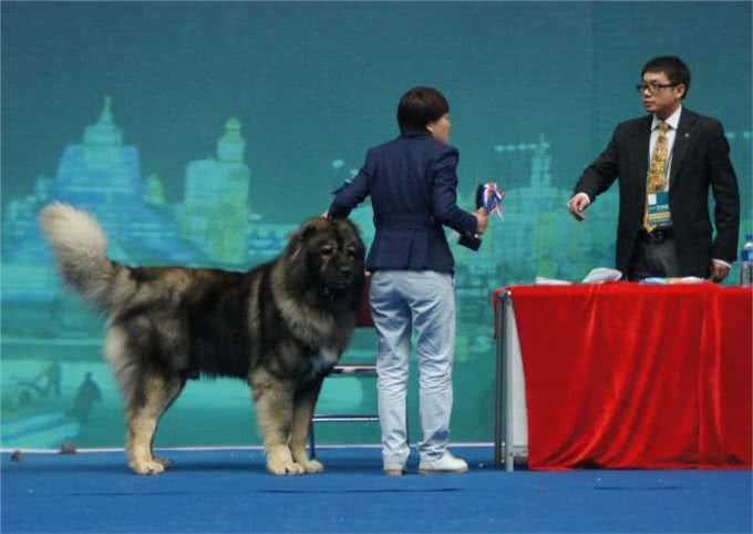 冷战柏林墙，苏联人牵了几百条什么巨型犬?让东德人恐惧