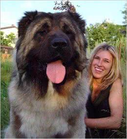 冷战柏林墙，苏联人牵了几百条什么巨型犬?让东德人恐惧