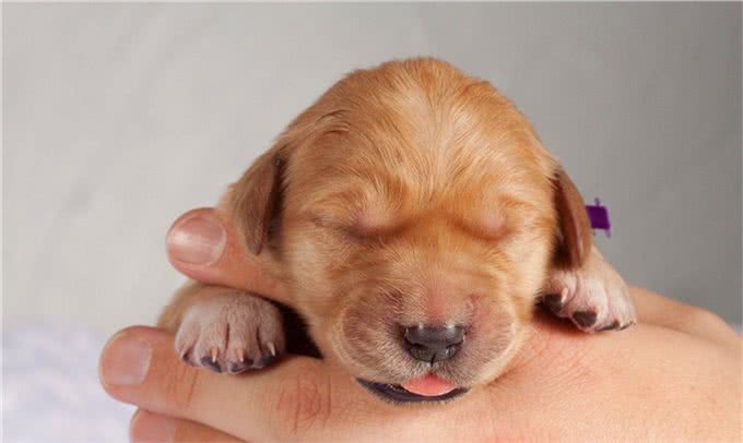 狗得了犬瘟热怎么办?眼看着狗死吗?这是最有效的治疗预防办法!
