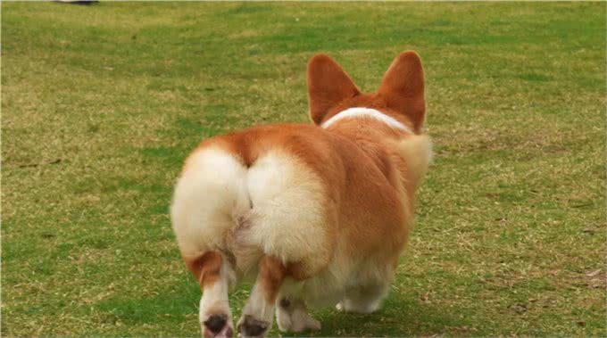 狗得了犬瘟热怎么办?眼看着狗死吗?这是最有效的治疗预防办法!
