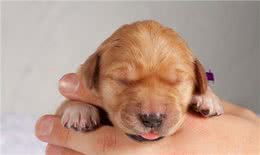 狗得了犬瘟热怎么办?眼看着狗死吗?这是最有效的治疗预防办法!