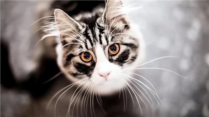不止带来好运!关于猫胡须，你了解多少?