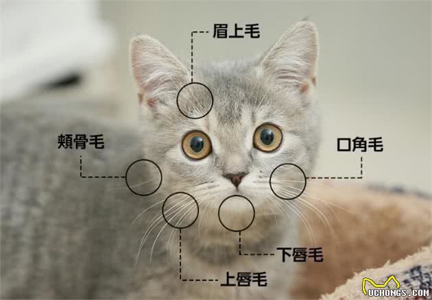 不止带来好运!关于猫胡须，你了解多少?
