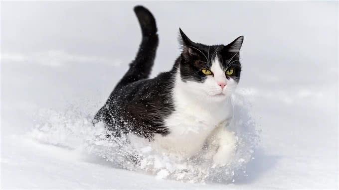 不止带来好运!关于猫胡须，你了解多少?