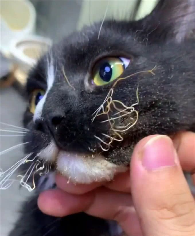 不止带来好运!关于猫胡须，你了解多少?