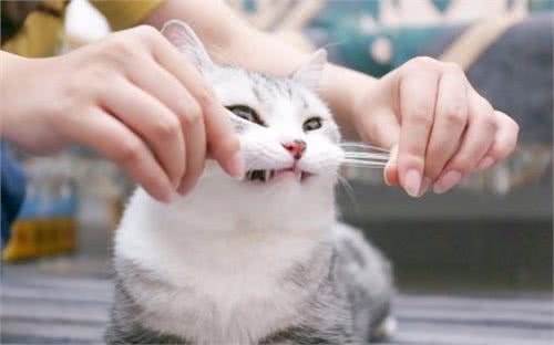 不止带来好运!关于猫胡须，你了解多少?
