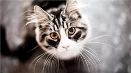 不止带来好运!关于猫胡须，你了解多少?
