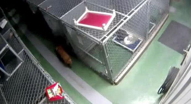 狗狗钻出铁笼，只是为了在它们面前待上一晚