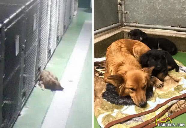 狗狗钻出铁笼，只是为了在它们面前待上一晚