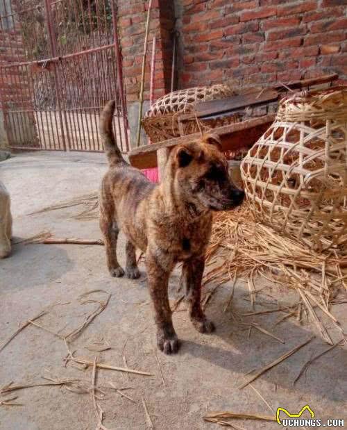 中华名犬—广西土猎日本秋田柴犬的祖先