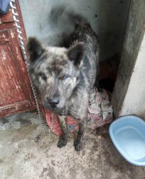 中华名犬—广西土猎日本秋田柴犬的祖先