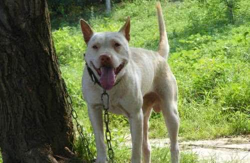 中华名犬—广西土猎日本秋田柴犬的祖先