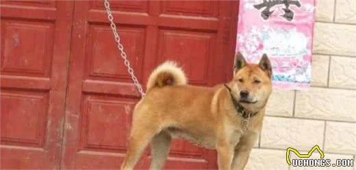 中华名犬—广西土猎日本秋田柴犬的祖先