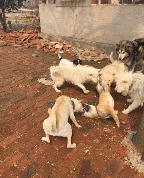中华名犬—广西土猎日本秋田柴犬的祖先