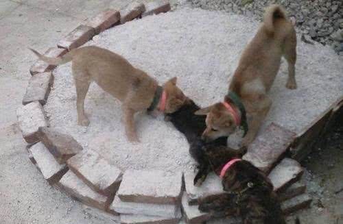 中华名犬—广西土猎日本秋田柴犬的祖先