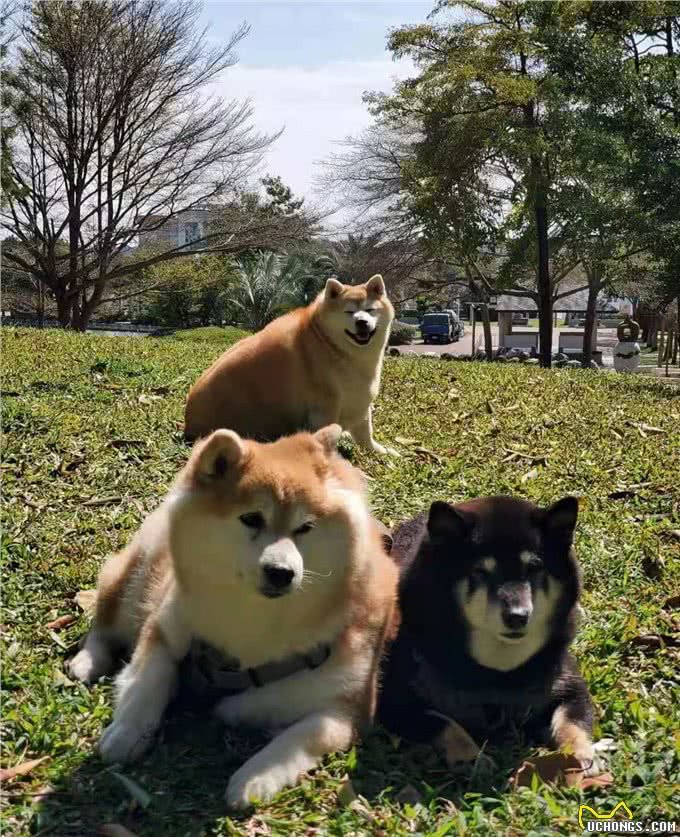 柴犬幼犬多少钱?怎么挑选柴犬幼犬?家里是否合适饲养柴犬?