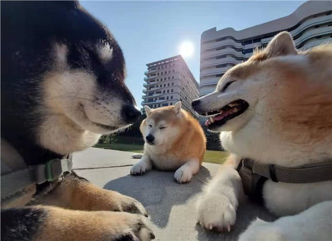 柴犬幼犬多少钱?怎么挑选柴犬幼犬?家里是否合适饲养柴犬?