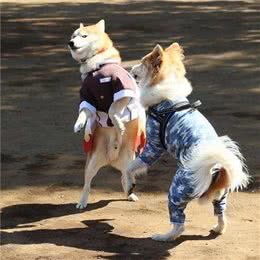 柴犬幼犬多少钱?怎么挑选柴犬幼犬?家里是否合适饲养柴犬?
