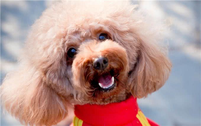 狗中贵族—贵宾犬