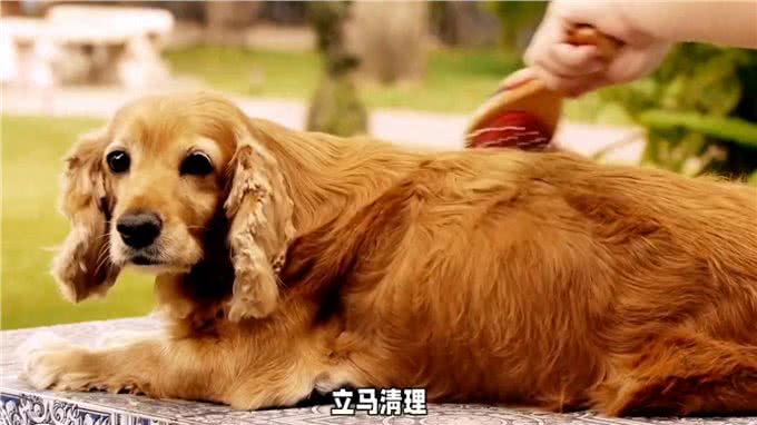 养狗经验分享，轻松几招让狗狗告别吃大便