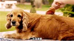 养狗经验分享，轻松几招让狗狗告别吃大便